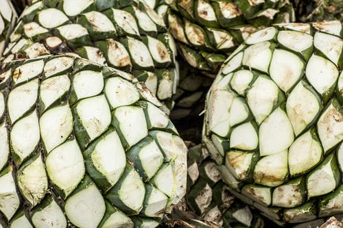 Cut agave plants