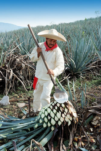 Blue Agave Plant used to make tequila