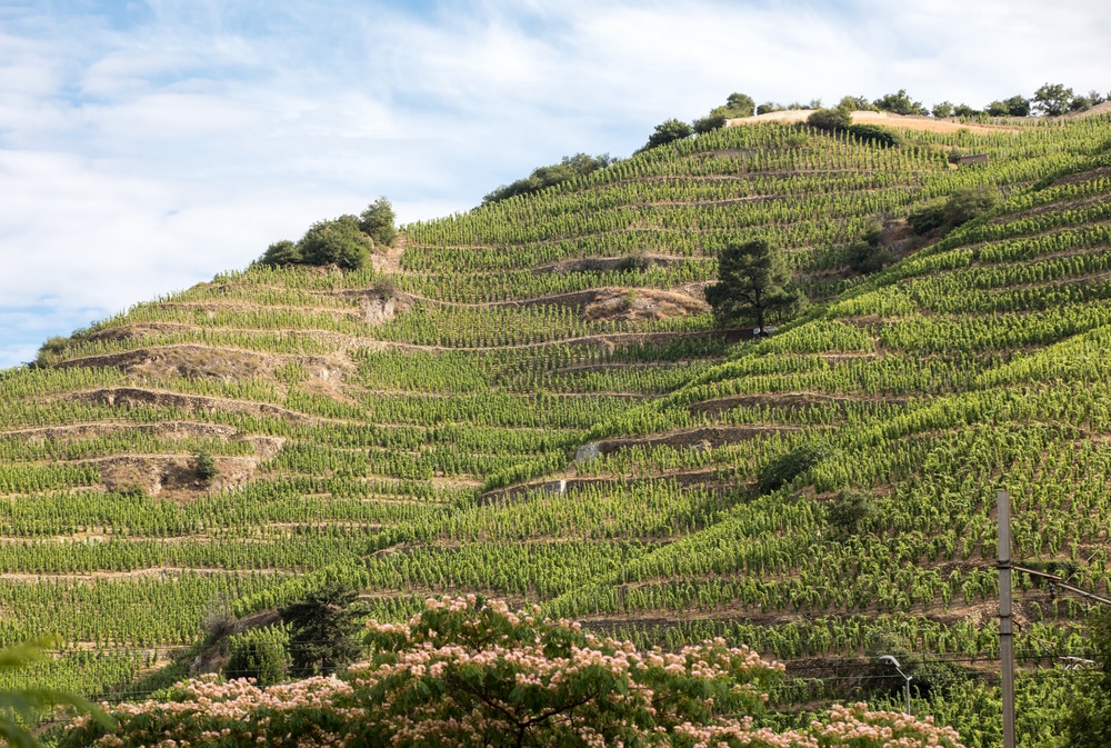 Rhone vineyard France
