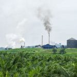 Bootleg Liquor Factory Busted on Palm Oil Plantation
