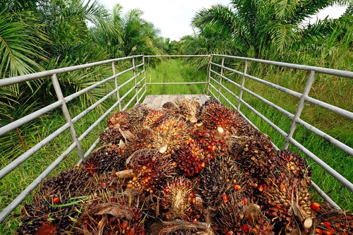 Palm Oil Plantation