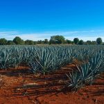 100 Agave field Mexico